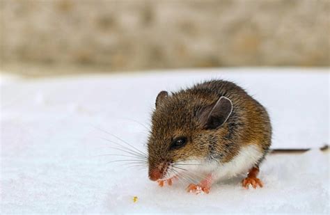 Arizona Officials Warning About Spread Of Potentially Fatal Hantavirus