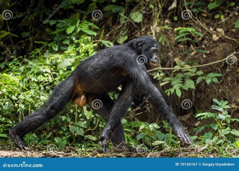 Male Bonobo Walking In The Wild Royalty-Free Stock Photography | CartoonDealer.com #214718321