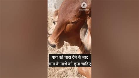 गाय को प्रणाम करे Youtube Ytshorts Cow Viral ज्योतिष वास्तु और