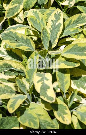 Salvia Officinalis Icterina Golden Sage Salvia Leaves Garden Herb