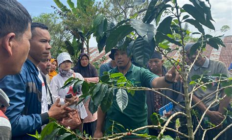 PORTALSATU Petani Kopi Di Gampong Alue Dua Aceh Utara Ikut