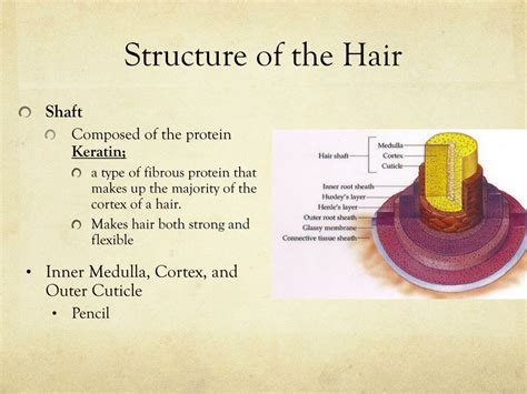 Ppt Chapter The Study Of Hair Powerpoint Presentation Free