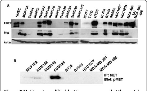 Figure 2 from articleEGFR / Met association regulates EGFR TKI ...