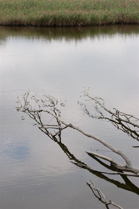 A Root Of Trees In The Water Reflection Of Tree Branches Stock Image