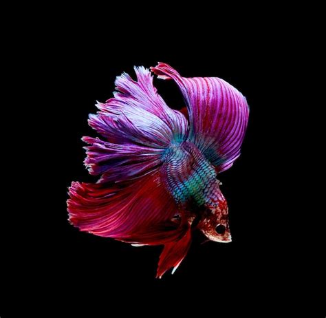 Premium Photo Betta Fish Siamese Fighting Fish Betta Splendens