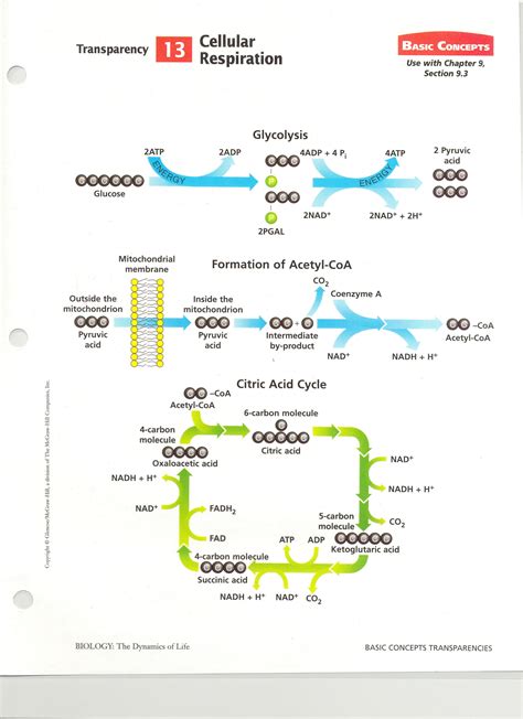 Cellular Respiration Overview Worksheet