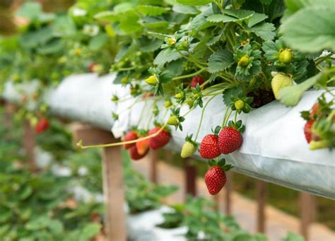 How To Grow Your Own Strawberries Indoors Yep It Can Be Done