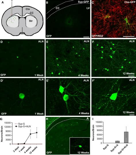 Ascl1 Lmx1a And Nurr1 Efficiently Convert NG2 Glia Into Neurons