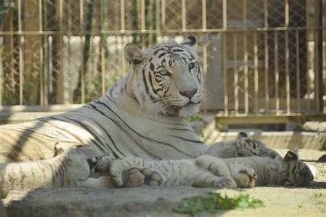 201358 東武動物公園ホワイトタイガーのカーラと赤ちゃん 【white Tiger】 青空に浮かぶ月を眺めながら