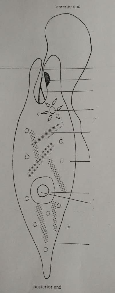 Amoeba Model Labeled Biology Chapter 19 Protist Euglena Labeling