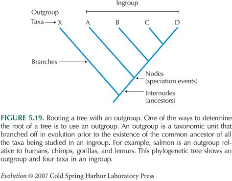 Evolution Figures Chapter 5