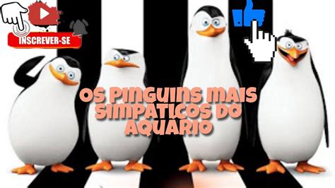 Pinguins do Aquario do Parque SABINA Santo André YouTube