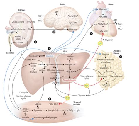 Metabolic Integration Flashcards Quizlet