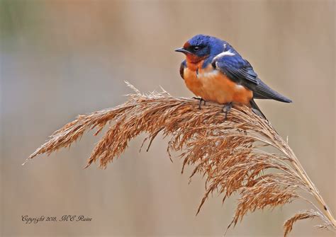 Barn Swallow Sighting | The Meadowlands Nature Blog