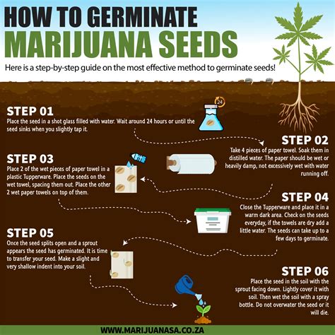 How To Germinate Marijuana Seeds: A Comprehensive Guide - IHSANPEDIA
