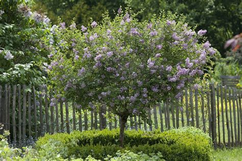 Orgován malolistý SUPERBA na kmienku 120 cm kont 15 l Lumigreen sk