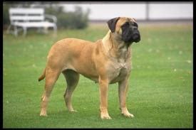 Mastiff Health - Best Dog Foods and Holistic Dog Health Remedies ...