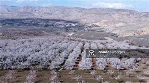 Malatya nın Darende ilçesinde kayısı ağaçları çiçek açtı Anadolu Ajansı