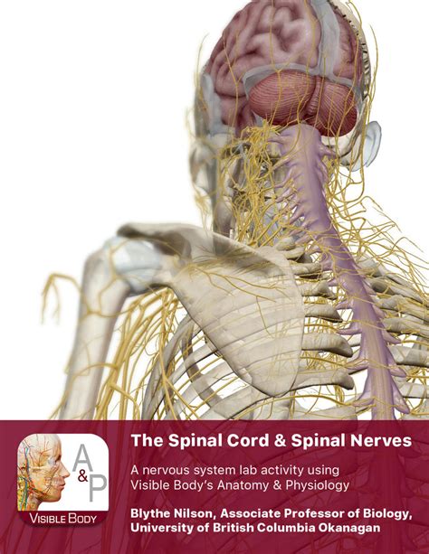 SOLUTION: Spinal cord spinal nerves - Studypool