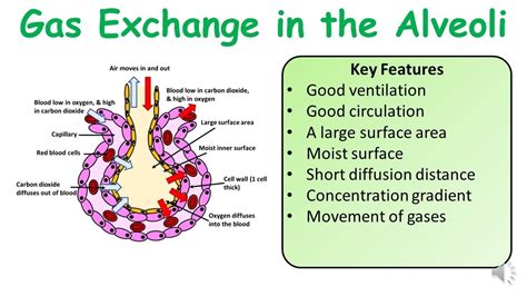 Alveoli Diagram A Level Biology