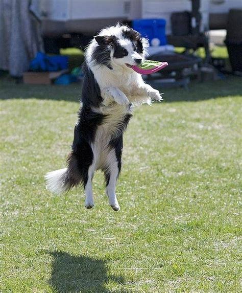 How Fast Can A Border Collie Run Cuteness