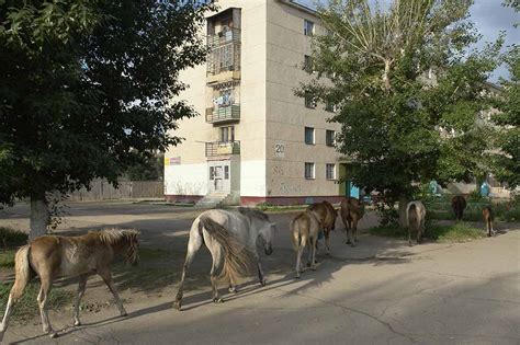 Horses in Darkhan | Darkhan-Uul Province | Mongolia | OzOutback