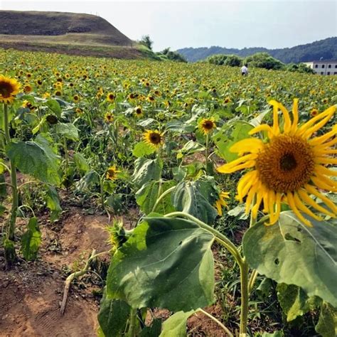 연천 가볼만한곳 호로고루 해바라기축제 솔직후기 네이버 블로그