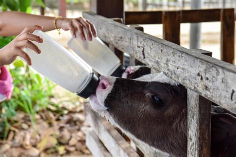 Milk feeding of a calf. 6883603 Stock Photo at Vecteezy