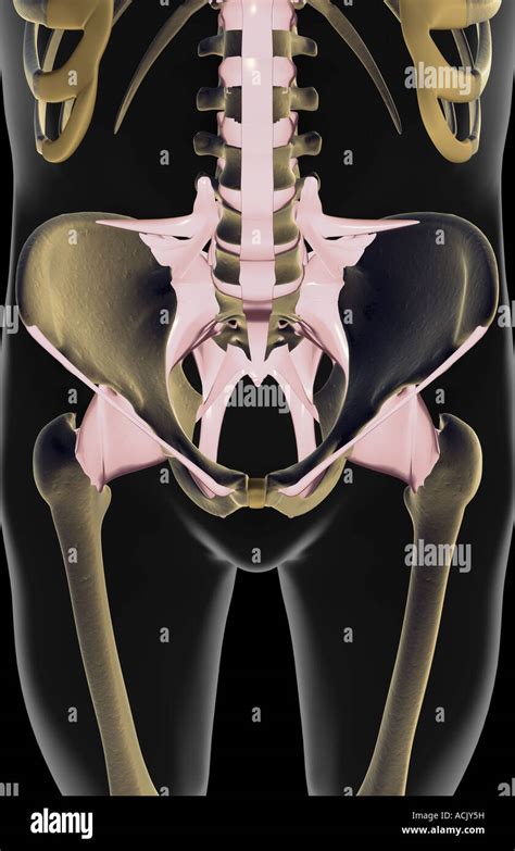 Iliofemoral Ligament Hi Res Stock Photography And Images Alamy