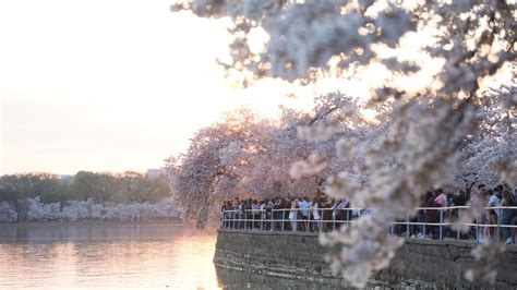 How to plant a kwanzan cherry blossom tree? - About Tree