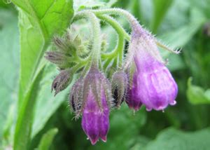 True Common Comfrey Seeds Symphytum Officinale For Sale