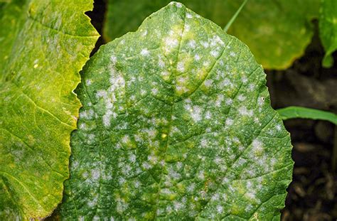 Powdery Mildew Prevention And Management Batang Tabon