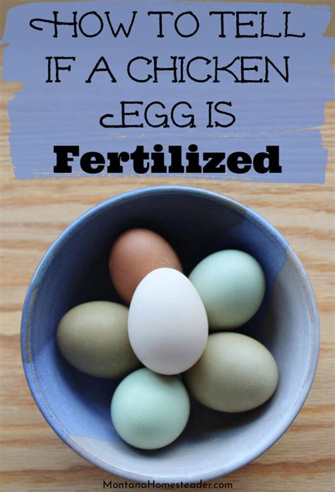 How To Tell If A Chicken Egg Is Fertilized Montana Homesteader