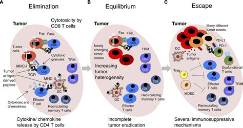 Frontiers The Emerging Interplay Between Recirculating And Tissue