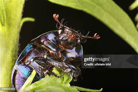 84 Boring Beetles Stock Photos, High-Res Pictures, and Images - Getty ...