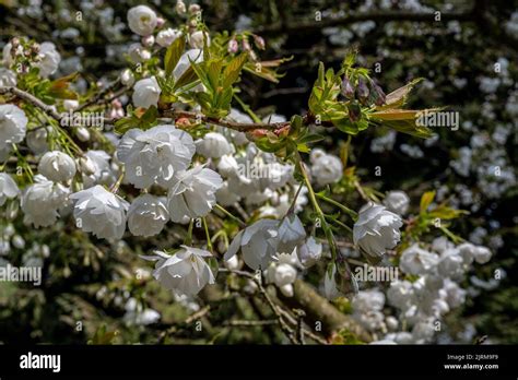 Cherry Blossom Japanese Cherry Prunus Shirotae Stock Photo Alamy