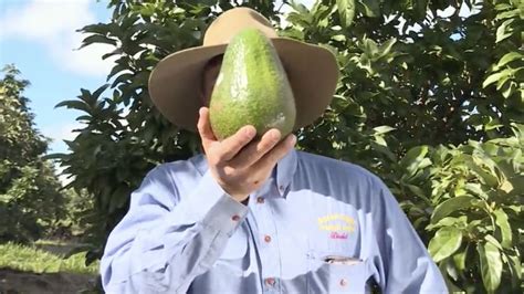 On sale in Australia: Avocados as big as your face | CNN