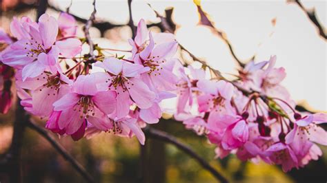 4K, nature, Japan, cherry blossom, Tokyo, HD Wallpaper | Rare Gallery