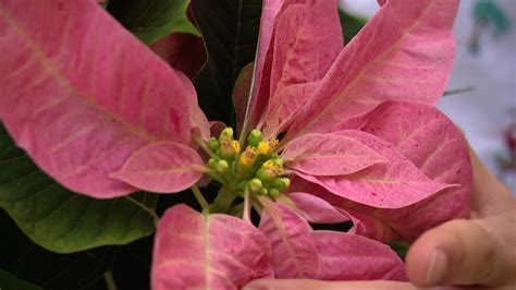 Garden Guide: How to take care of poinsettias