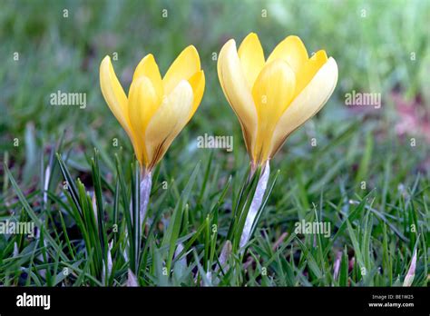 Yellow Crocus Crocus Flavus Flowers Growing In Lawn England Uk