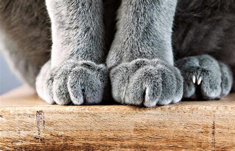 Cat Paws: A Comprehensive Guide