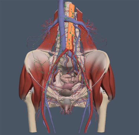 Pelvis And Perineum Blood Vessels Arteries And Nerves Flashcards