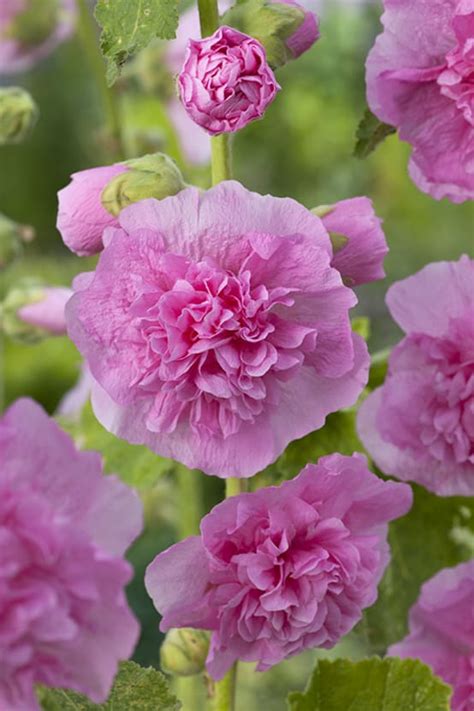 Alcea Rosea Pleniflora Rose Jardiland