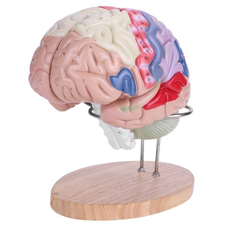 Buy 1 2 Human Brain Model Disassembled Medical Anatomical Human Brain