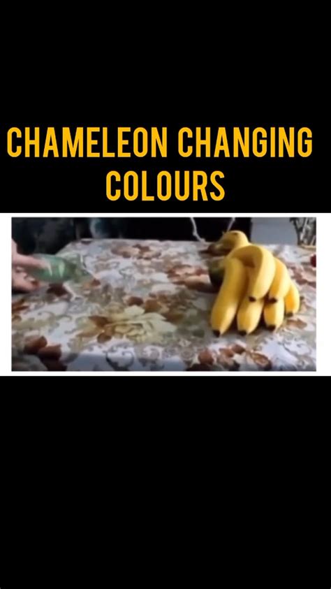 Chameleon Changing Colours🤯 : r/BeAmazed