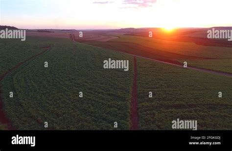 Plantation brazil sugar Stock Videos & Footage - HD and 4K Video Clips ...