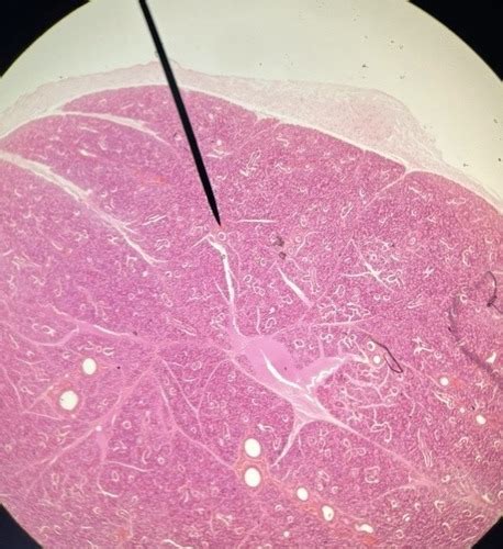 Biol 224 Lab 6 Digestive Anatomy And Physiology HISTOLOGY ONLY