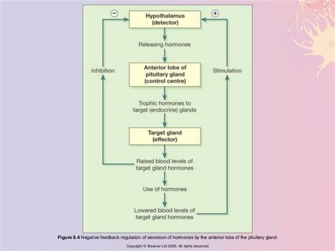 Chapter 009 Endocrine