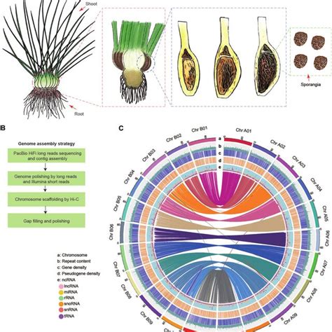 Abiotic stress responses in lycophytes. (A) Diagram showing the pathway ...