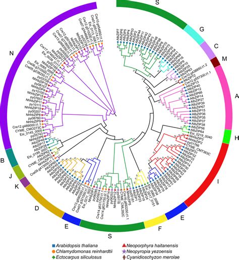 Phylogenetic analysis of the basic leucine zipper (bZIP) proteins from ...